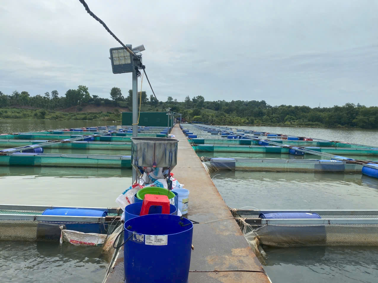 ảnh cá lồng bè thủy điện Se rê pôc
